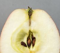 Akero Apple